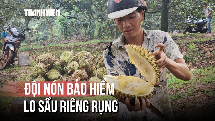 Đội nón bảo hiểm trong vườn sầu riêng, gom từng trái rụng giữa nỗi lo ế ẩm