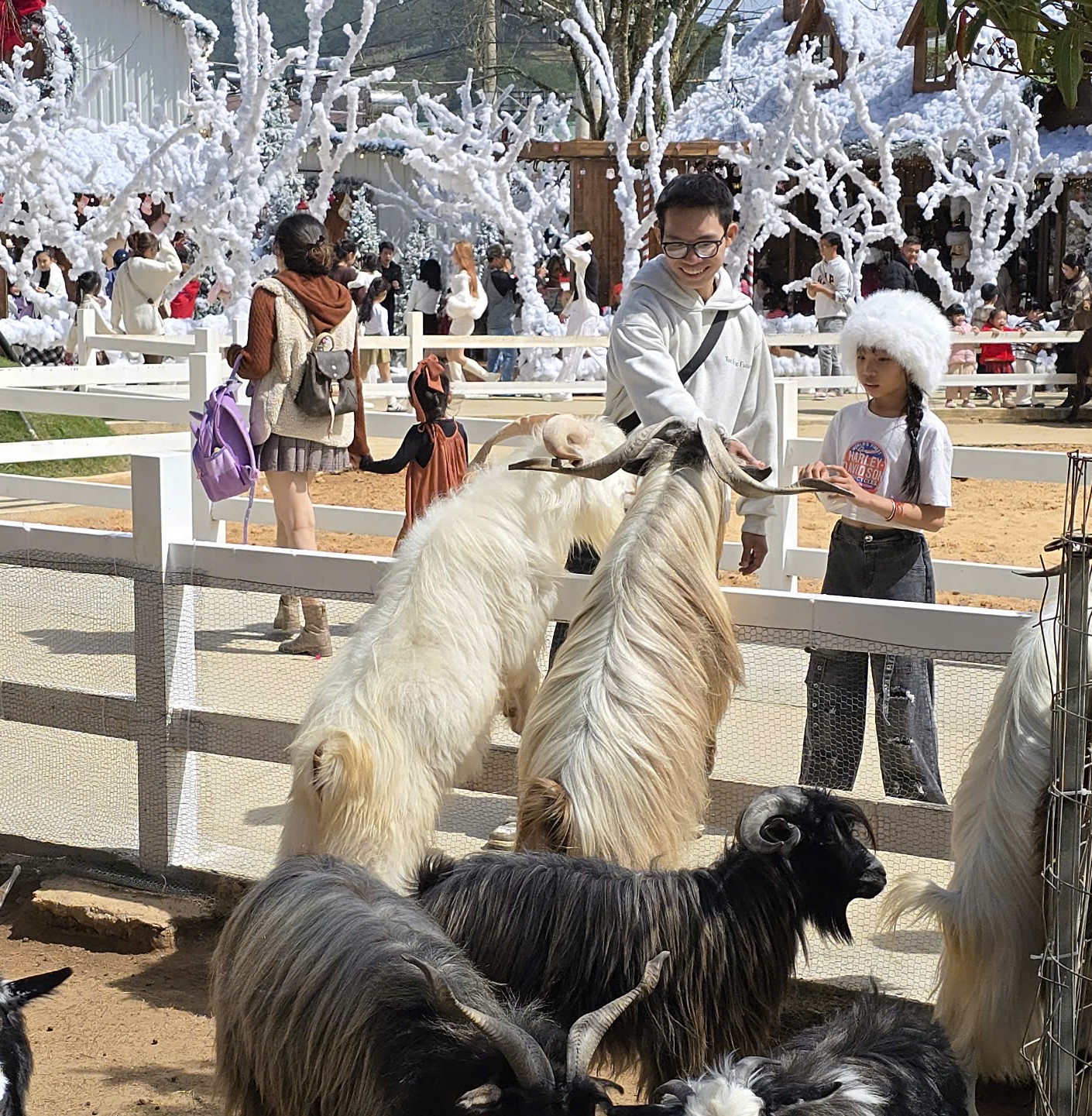 Ấn tượng khu vườn Giáng sinh trong Puppy Farm- Ảnh 7.