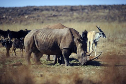 Tê giác tại Nam Phi đang bị đe dọa bởi nạn săn bắn trộm