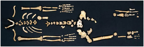 Bộ xương gần như hoàn chỉnh của người Neanderthal 