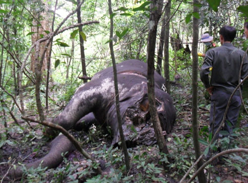 Xác voi đực phần đầu bị đục lấy ngà 