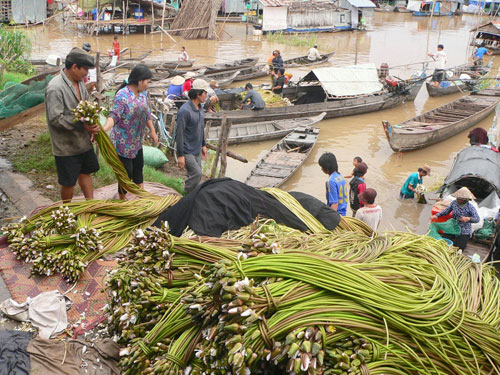 Dân nghèo đem bông súng đồng về bán tại chợ Khánh An