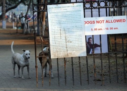Trên 200 người bị chó cắn/ngày tại thành phố Mumbai - Ảnh: AFP