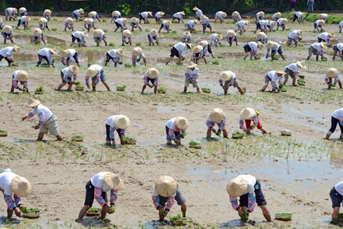 Đài Loan muốn lập kỷ lục cấy lúa nhanh nhất thế giới