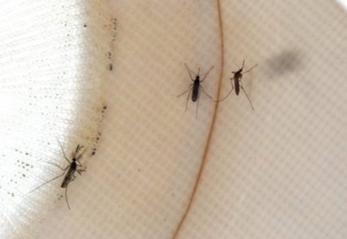 Muỗi là nguyên nhân chính khiến vi rút West Nile bùng phát khắp nơi ở bang Texas - Ảnh: AFP
