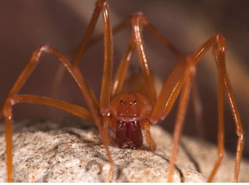 Tìm thấy họ nhện mới với móng vuốt đáng sợ tại Mỹ