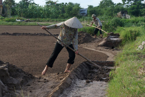 Còn đâu làng muối…3