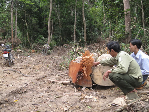 Cảnh sát môi trường vào cuộc làm rõ vụ phá rừng giáp ranh Phú Yên và Đắk Lắk 1