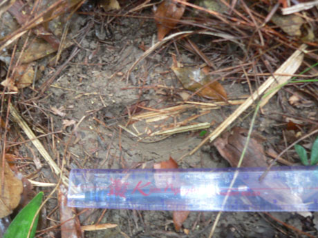 Dấu chân bò tót đã được ghi nhận tại Động Hoàng (thôn Tân Ba, xã Thủy Bằng, TX. Hương Thủy) từ tháng 10.2010 