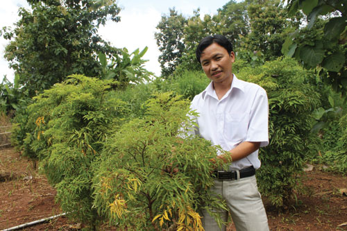 Y sĩ Lê Văn Hạng chăm sóc vườn thuốc nam