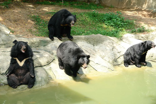 ENV đã lên tiếng kêu gọi chấm dứt nạn nuôi nhốt gấu trong sự kiện Ngày Gấu Việt Nam 13.9 