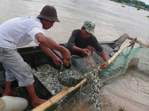 Thu hoạch một mẻ cá linh trên sông Châu Đốc