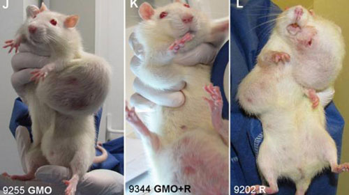 Những khối u lớn trên cơ thể chuột được nuôi bằng bắp biến đổi gen NK603 của Tập đoàn nông nghiệp Monsanto