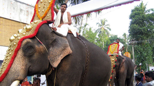 Voi Ấn Độ thường phục vụ các nghi lễ