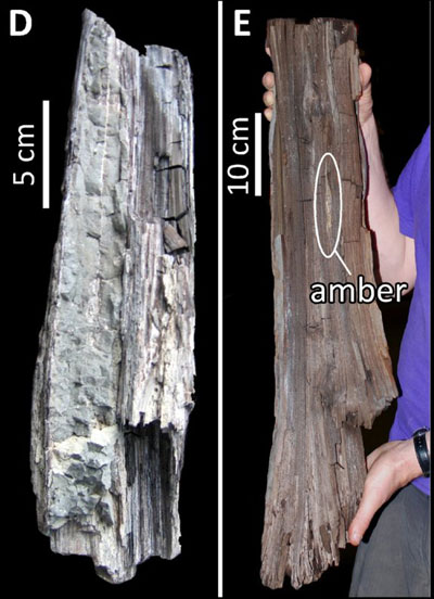 Manh mối về khí hậu thời đầu kỷ Eocene