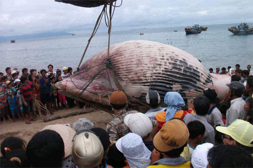 Chôn cất cho cá voi nặng 6 tấn trôi trên biển