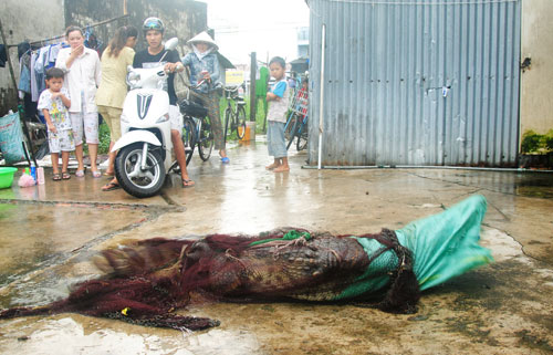 Thêm 1 con cá sấu sổng chuồng của Công ty Quốc Việt được bắt lại