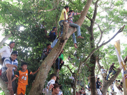 Nhiều thanh niên đã trèo lên các cây cao trong trường đua để xem rõ hơn đua bò.