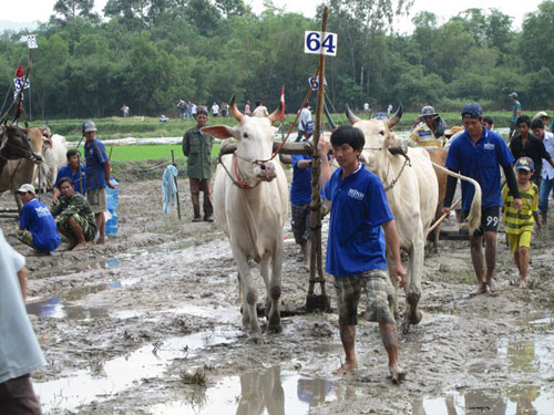 Nhiều thanh niên đã trèo lên các cây cao trong trường đua để xem rõ hơn đua bò.