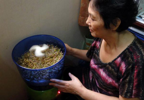 Bà Vang (P.12, Q.Gò Vấp) kiểm tra thành phẩm ủ giá bằng máy. Bà cho biết cứ sau bốn giờ máy phun nước một lần để tưới giá