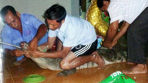 Cá sấu vào chùa Bửu Hương, bị dân vây bắt