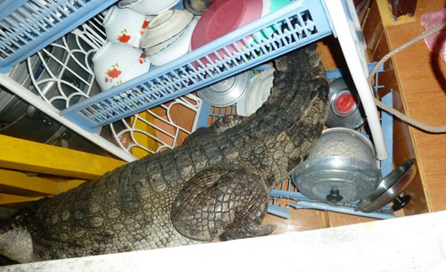 Cá sấu bò vào khu nhà bếp của chùa 