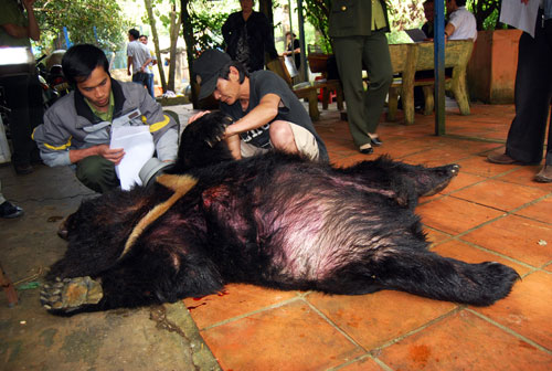Kiểm tra số hiệu của chíp được gắn trước đó trên cơ thể của con gấu ngựa bị chết