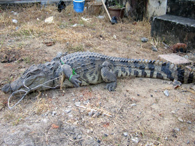 Bắt cá sấu nặng 30 kg gần trường học