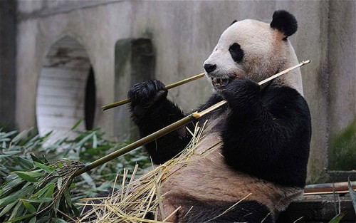 Một con gấu trúc ở Trung Quốc - Ảnh: AFP