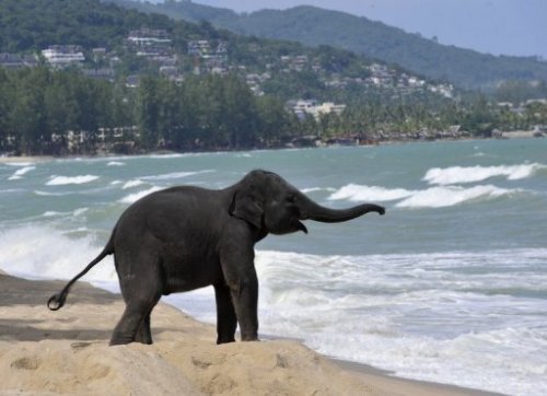 Một khách sạn Thái Lan chào bán cà phê phân voi - Ảnh: AFP