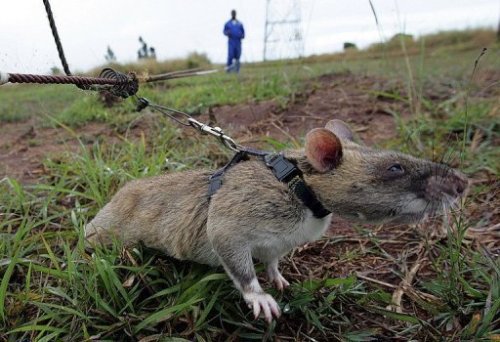 Một con chuột nghiệp vụ đang dò tìm bãi mìn ở Mozambique - Ảnh: AFP