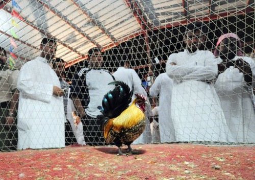 Các nhà hoạt động Ả Rệp Xê Út tiến hành chiến dịch tẩy chay thịt gà trên mạng vì giá cả theo thang - Ảnh: AFP