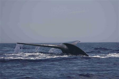 Dùng công nghệ quân sự theo dõi cá voi xanh