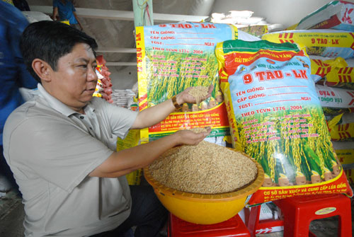 Một nông dân xuất khẩu 1.000 tấn lúa giống/năm 