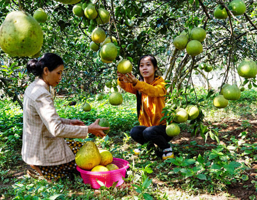 ảnh BB1: Đặc sản bưởi Bạch Đằng- ảnh Thiên Lý