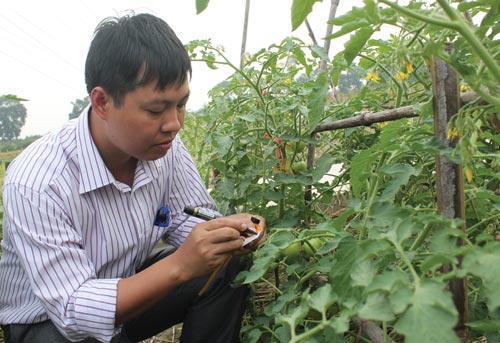 Thạc sĩ Tống Văn Hải theo dõi đánh giá sự phát triển giống cà chua lai tạo bằng phương pháp chỉ thị phân tử