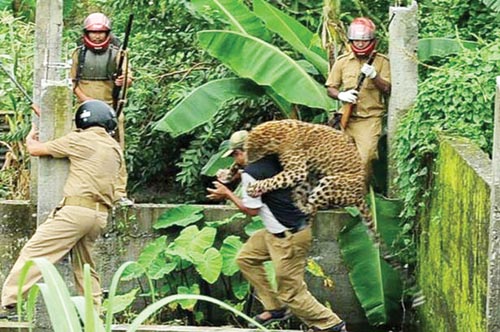 Một con báo bị lạc vào khu cư dân ở Ấn Độ