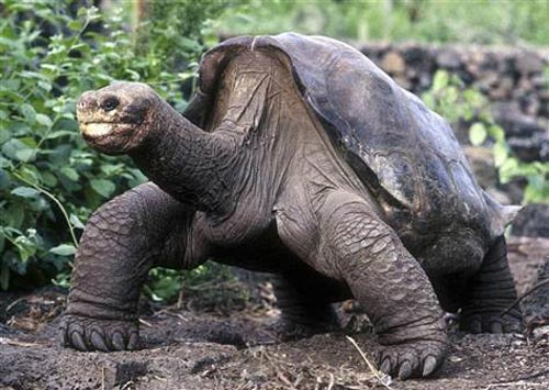 Rùa George đã qua đời khi thọ hơn 100 tuổi