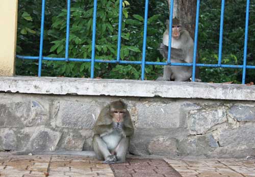 Đàn khỉ trong nội ô Tòa Thánh Tây Ninh 