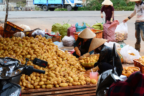 Biến Khoai tây Trung Quốc thành Đà Lạt 2