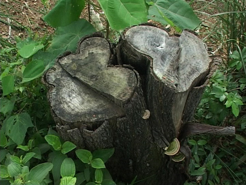 Những gốc cây đã bị đốn hạ trước đó trong 260 ha rừng ở Linh Thượng có đường kính lớn