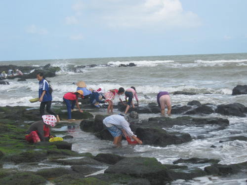 hái rau mứt biển 