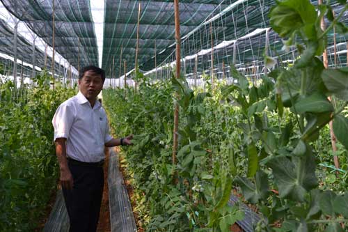 Trang trại trồng dâu Hòa Lan công nghệ cao của công ty An Phú