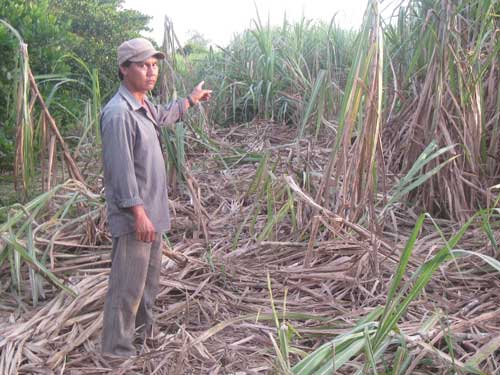 Voi phá nát một rẫy mía của người dân xã Thanh Sơn vào đêm 21.12