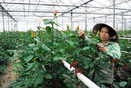Hoa hồng của Đà Lạt Hasfarm bước đầu xâm nhập thị trường Nga