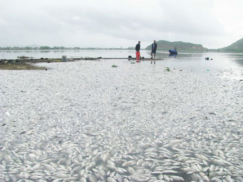 Cá chết trắng hồ Phú Hòa