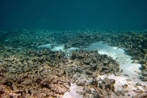 Nhiều rạn san hô ở biển Đông đang bị hủy hoại