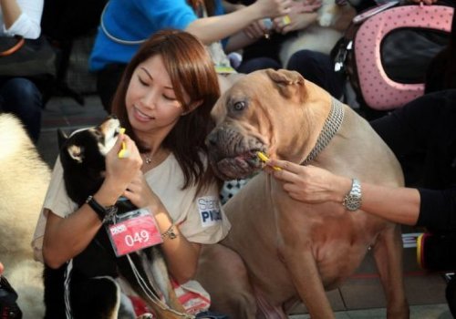 Một nữ chủ nhân, tham gia sự kiện, đánh răng cho chó yêu của mình - Ảnh: AFP