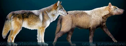 Hóa thạch loài sói đã tuyệt chủng