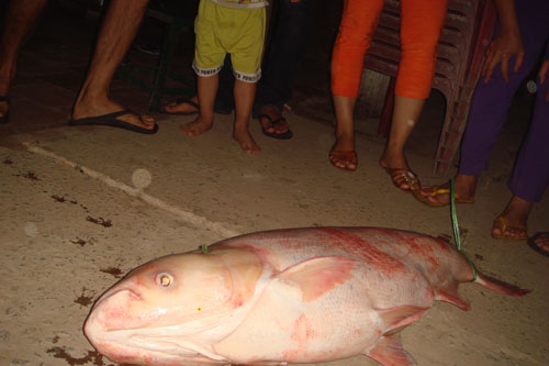 cá khủng trên sông; bắt cá khủng trên sông